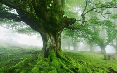 ¿Qué podemos aprender de los árboles para aplicarlo a las personas y a las organizaciones?